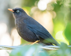 Turdus nigrescens