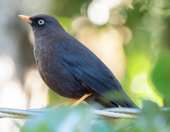 Turdus nigrescens