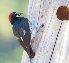 Chamaepetes unicolor