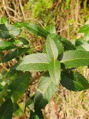 Phillyrea latifolia
