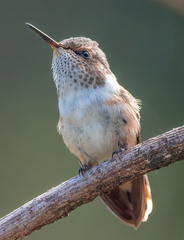 Selasphorus scintilla