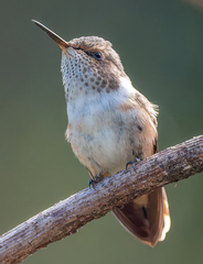 Selasphorus scintilla