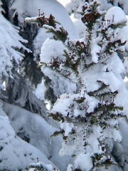 Abies lasiocarpa