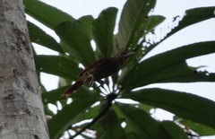 Dendrexetastes rufigula