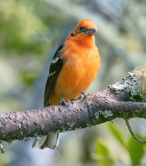 Piranga bidentata