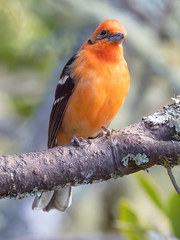 Piranga bidentata