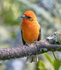 Piranga bidentata