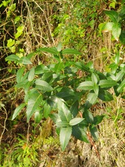 Phillyrea latifolia