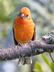 Piranga bidentata