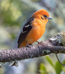 Piranga bidentata