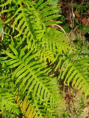 Polypodium cambricum