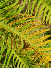 Polypodium cambricum