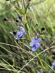 Rotheca hirsuta