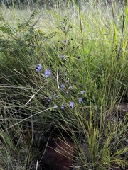 Rotheca hirsuta