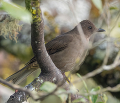 Turdus plebejus