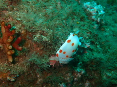 Goniobranchus tasmaniensis