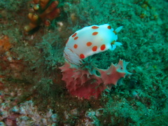 Goniobranchus tasmaniensis