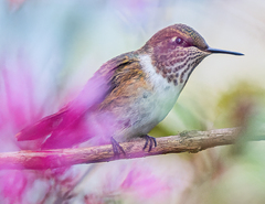 Selasphorus scintilla