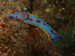 Hypselodoris bennetti