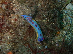 Hypselodoris bennetti
