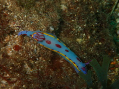 Hypselodoris bennetti