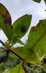 Glaucias amyoti