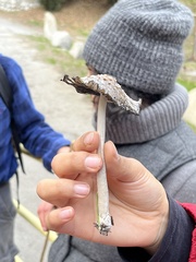 Coprinus comatus