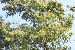 Holoptelea integrifolia