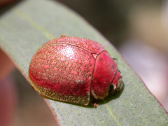 Paropsis roseola