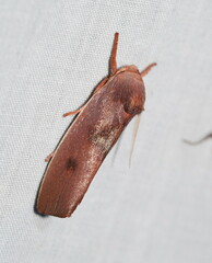 Cryptophasa rubescens