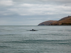 Cephalorhynchus hectori