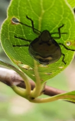 Glaucias amyoti