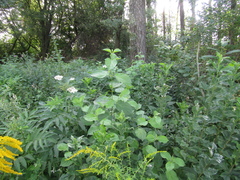 Cornus sanguinea australis