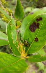 Glaucias amyoti