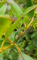 Glaucias amyoti