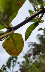 Glaucias amyoti