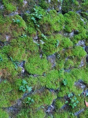 Anomodon viticulosus