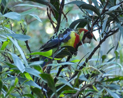 Platycercus eximius eximius