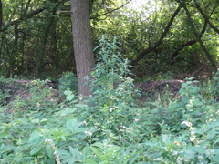 Chenopodium suecicum