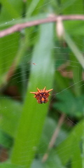 Gasteracanthinae