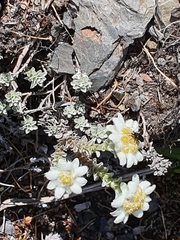 Leucogenes grandiceps