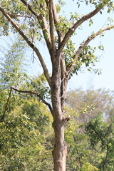 Holoptelea integrifolia