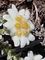 Leucogenes grandiceps