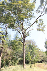 Holoptelea integrifolia