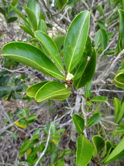 Casearia deplanchei
