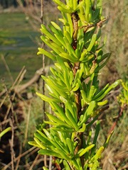 Limbarda crithmoides