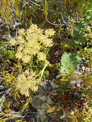 Anisotome pilifera
