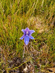 Thelymitra cyanea