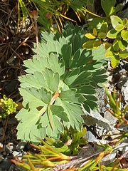 Anisotome pilifera