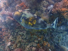 Meuschenia freycineti